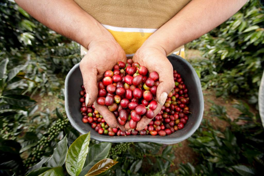 Imagen de archivo - Federación Nacional de Cafeteros.
