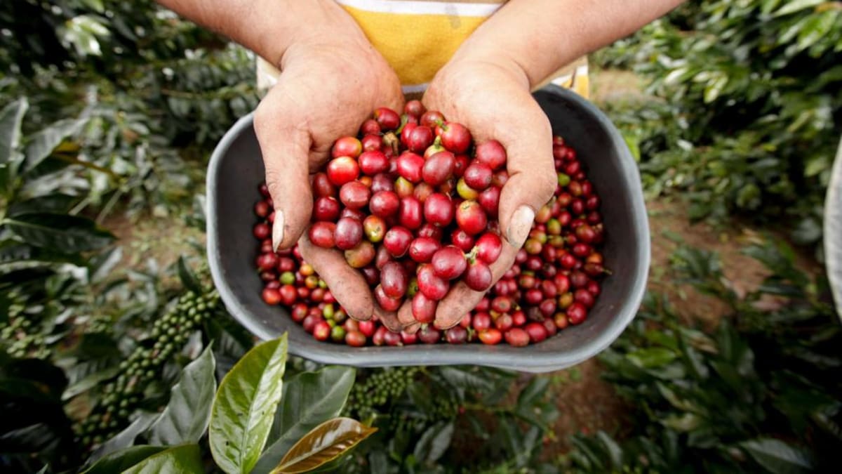 Comienza hoy el Congreso Nacional Cafetero en Bogotá