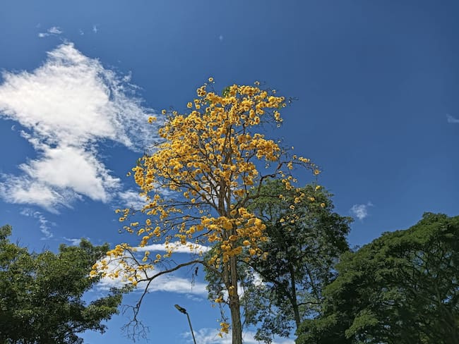 Guayacanes florecidos, parque Soledén de Comfenalco, Quindío, Foto Adrián Trejos