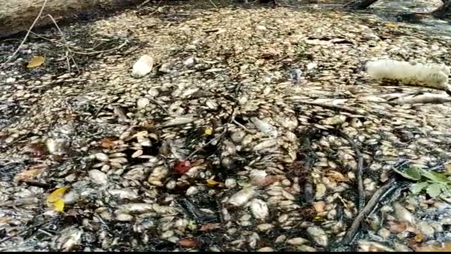 Mortandad de peces en Puerto Wilches