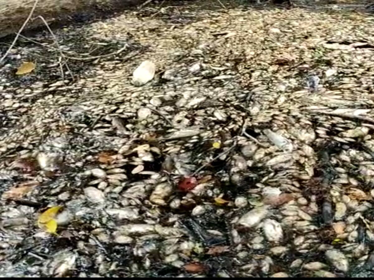 Tragedia ambiental se presenta en el municipio de Puerto Wilches, Santander