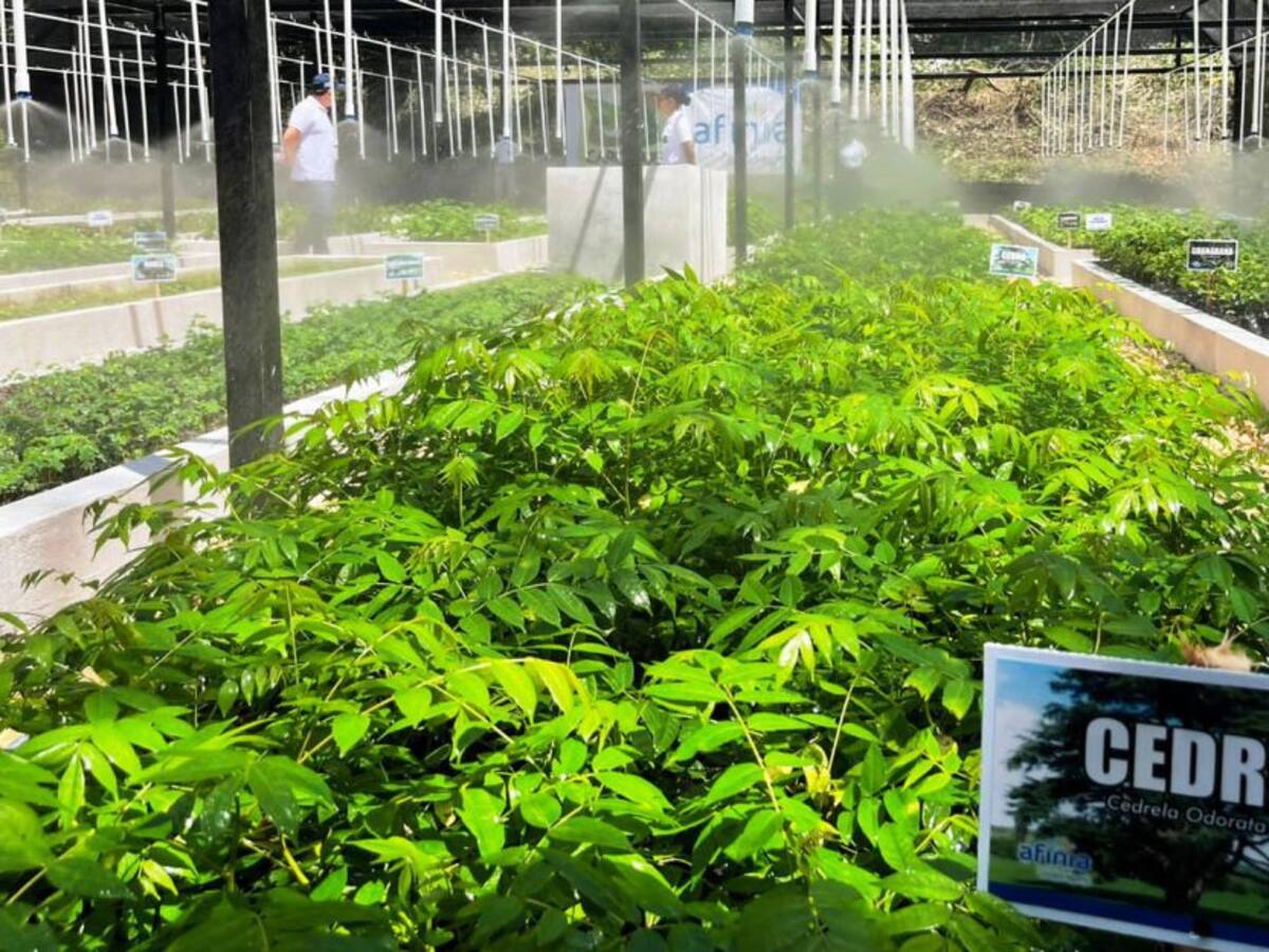 Cardique inició siembra de 59 mil árboles adicionales en su jurisdicción