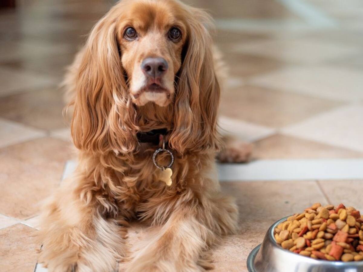 Escuche el programa Mascotas Caracol 19 de febrero
