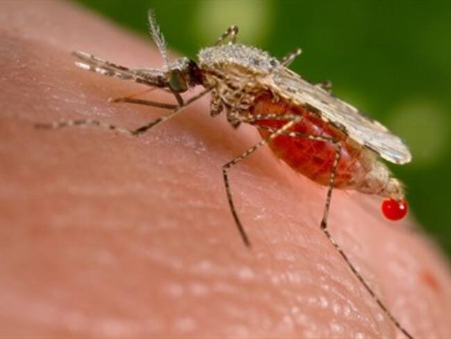 Casos de malaria se redujeron un 47% en los últimos 13 años: OMS