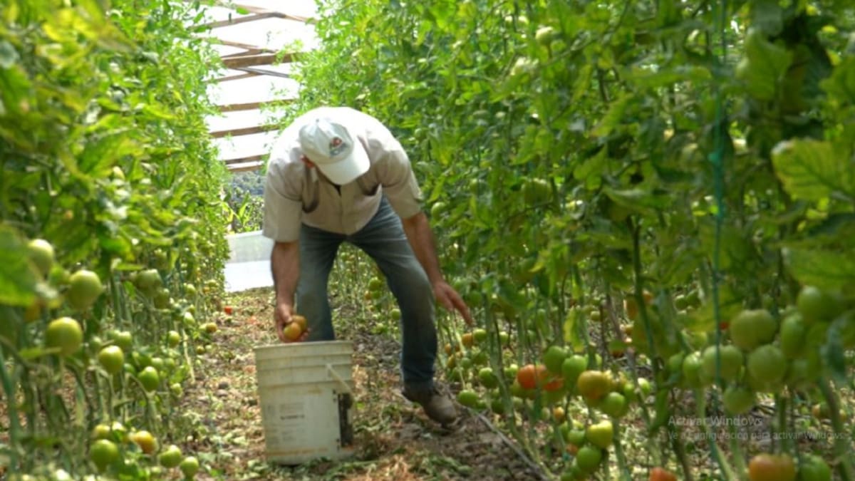 ¿Hubo o no desperdicio de tomates en central de abastos de Bucaramanga?
