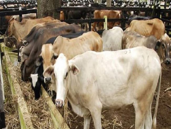 Producción lechera de la Costa cayó en un 50% por la sequía