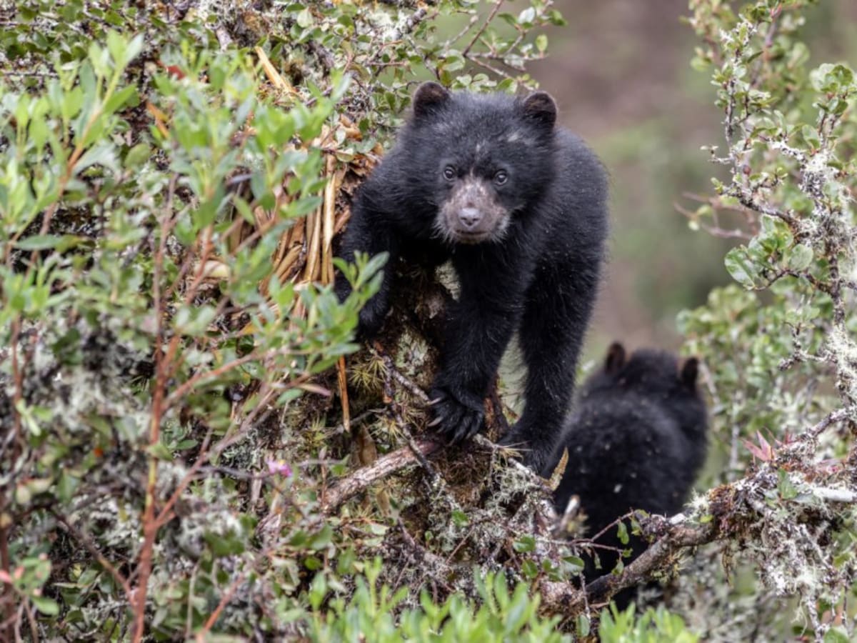 Autoridades hacen un llamado a la protección de los osos de anteojos tras reaparición en Santander