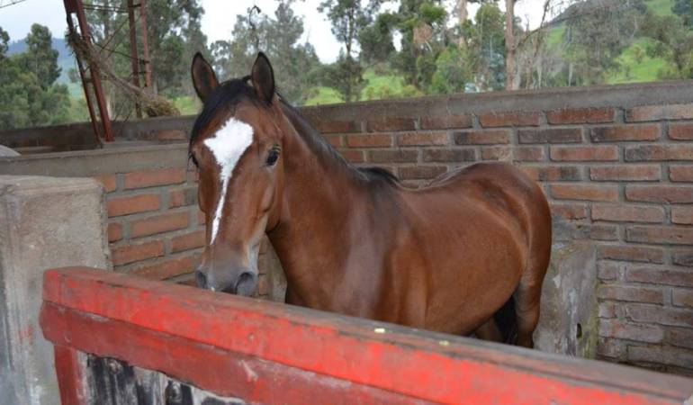 Cuarentena en Caldas por gripe equina