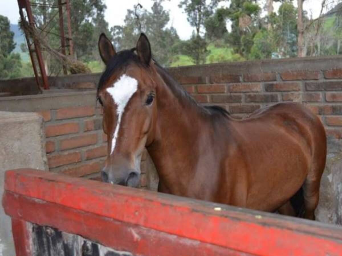 Cuarentena en Caldas por gripe equina