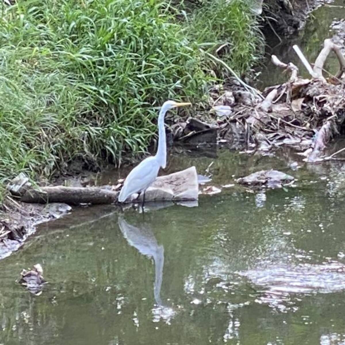 Realizan seguimiento a denuncia de vertimiento de aguas residuales