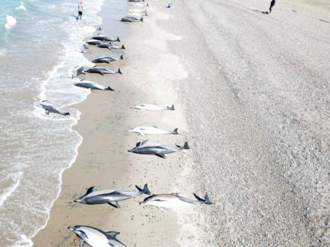 Encuentran 49 delfines muertos en una playa de Argentina