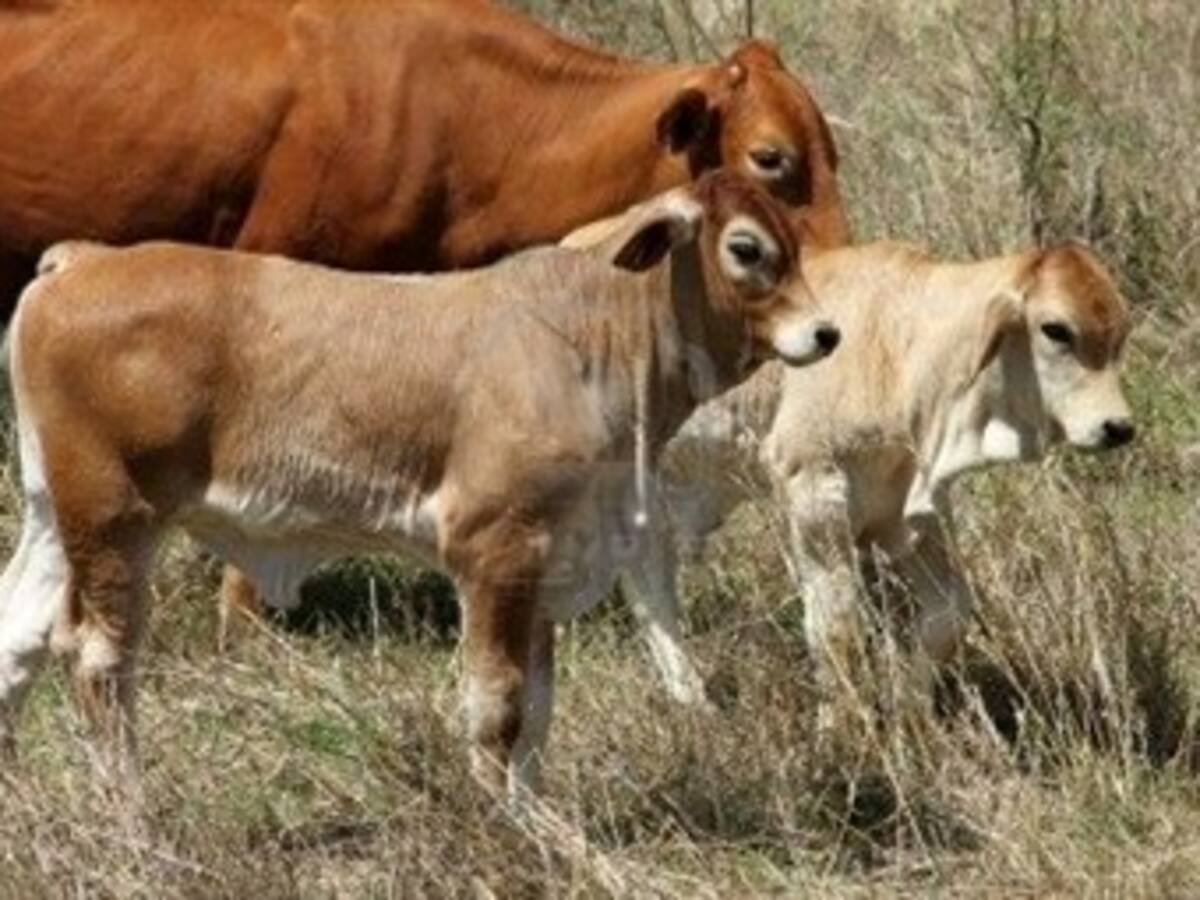 Australia 'sacrifica' su economía por su amor a los animales