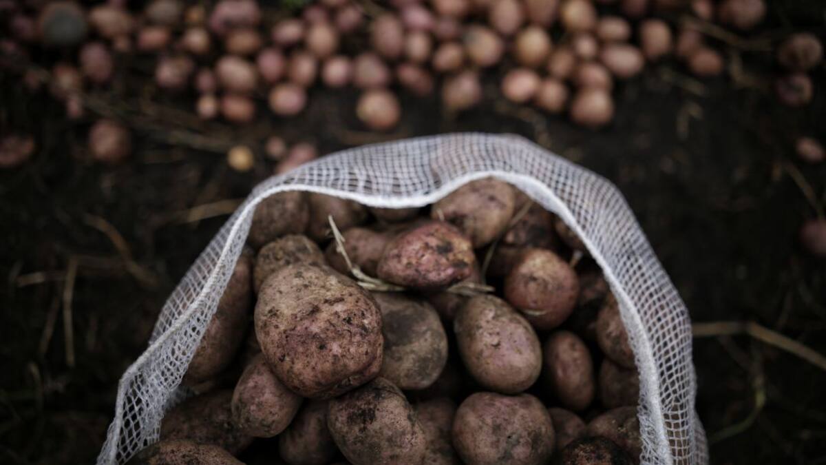 Precio de la papa seguirá por los cielos hasta el mes de junio