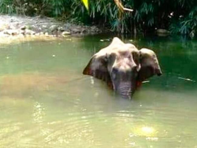 Triste caso de elefanta embarazada que murió por comer fruta con explosivos