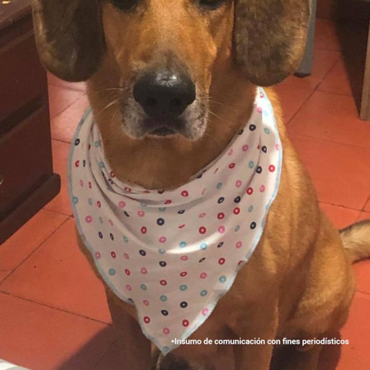 Un hombre se las dio de veterinario y la fiscalía lo acusa de maltrato animal