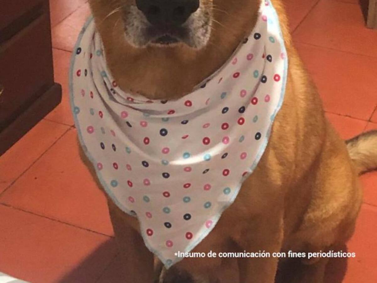 Un hombre se las dio de veterinario y la fiscalía lo acusa de maltrato animal
