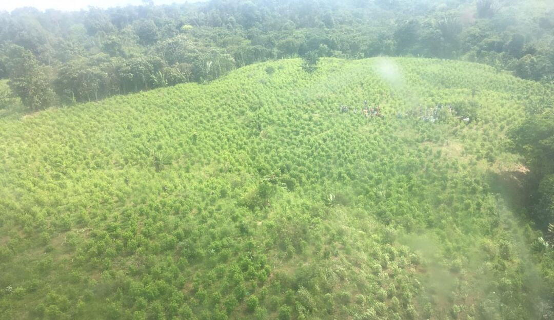 Más de 43 mi hectáreas de coca tiene el Catatumbo / Foto Archivo