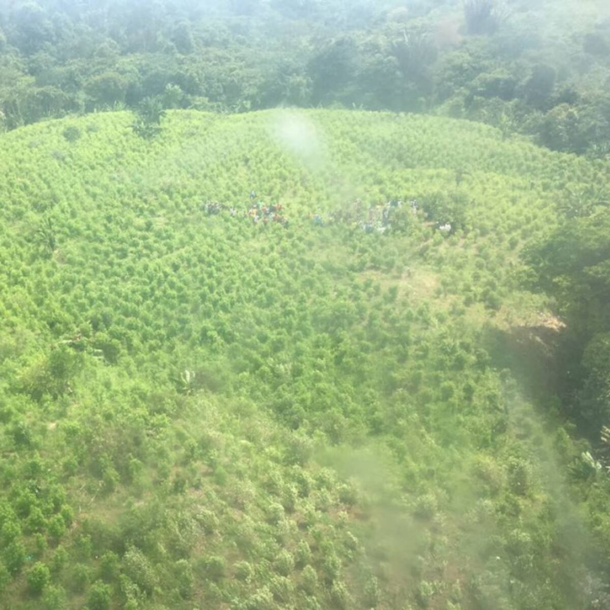 Futuro de la lucha antidrogas en el Catatumbo, interrogante para el encuentro Trump- Petro