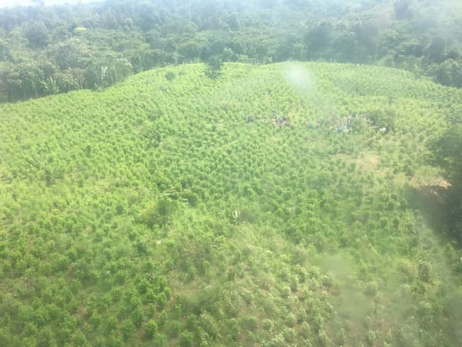Más de 43 mi hectáreas de coca tiene el Catatumbo / Foto Archivo