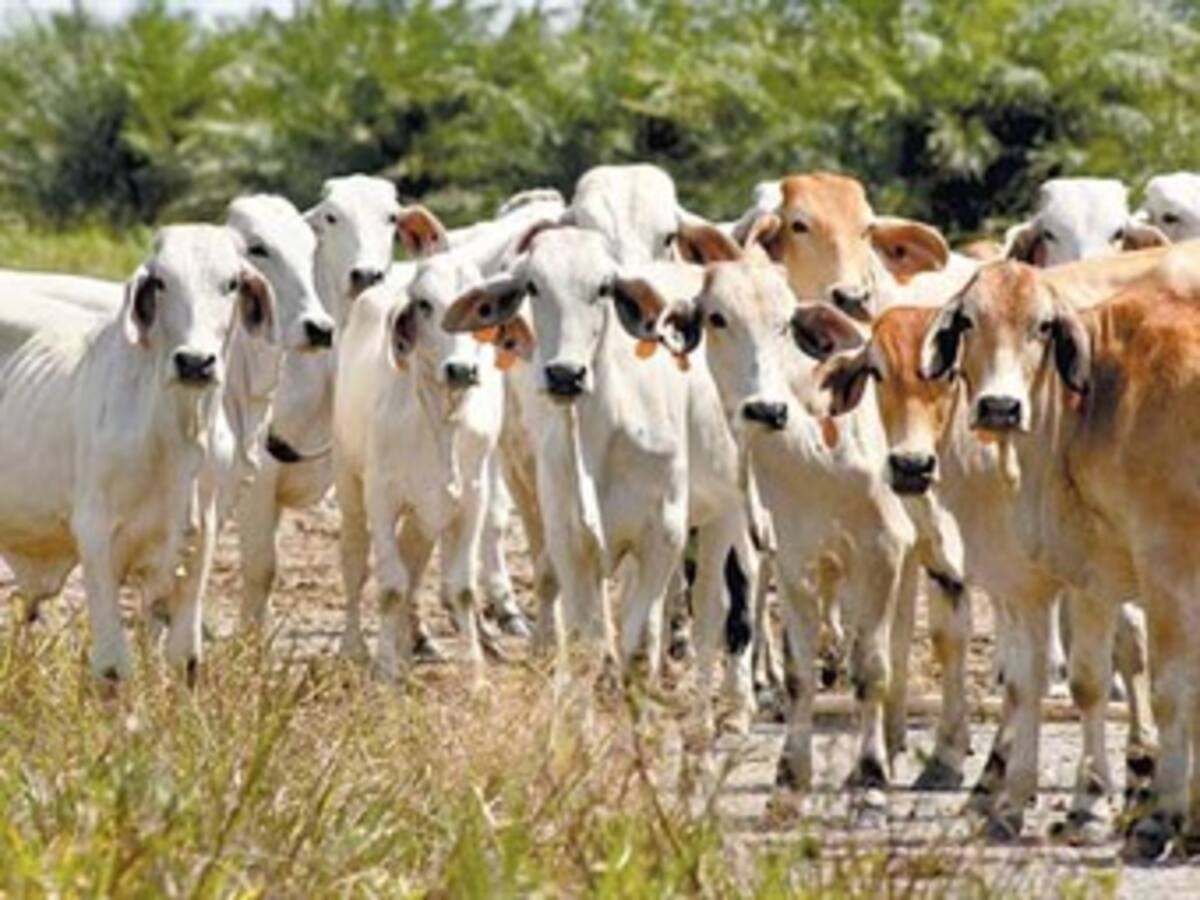 Supersociades ordenó liquidación judicial del Fondo Ganadero de Arauca