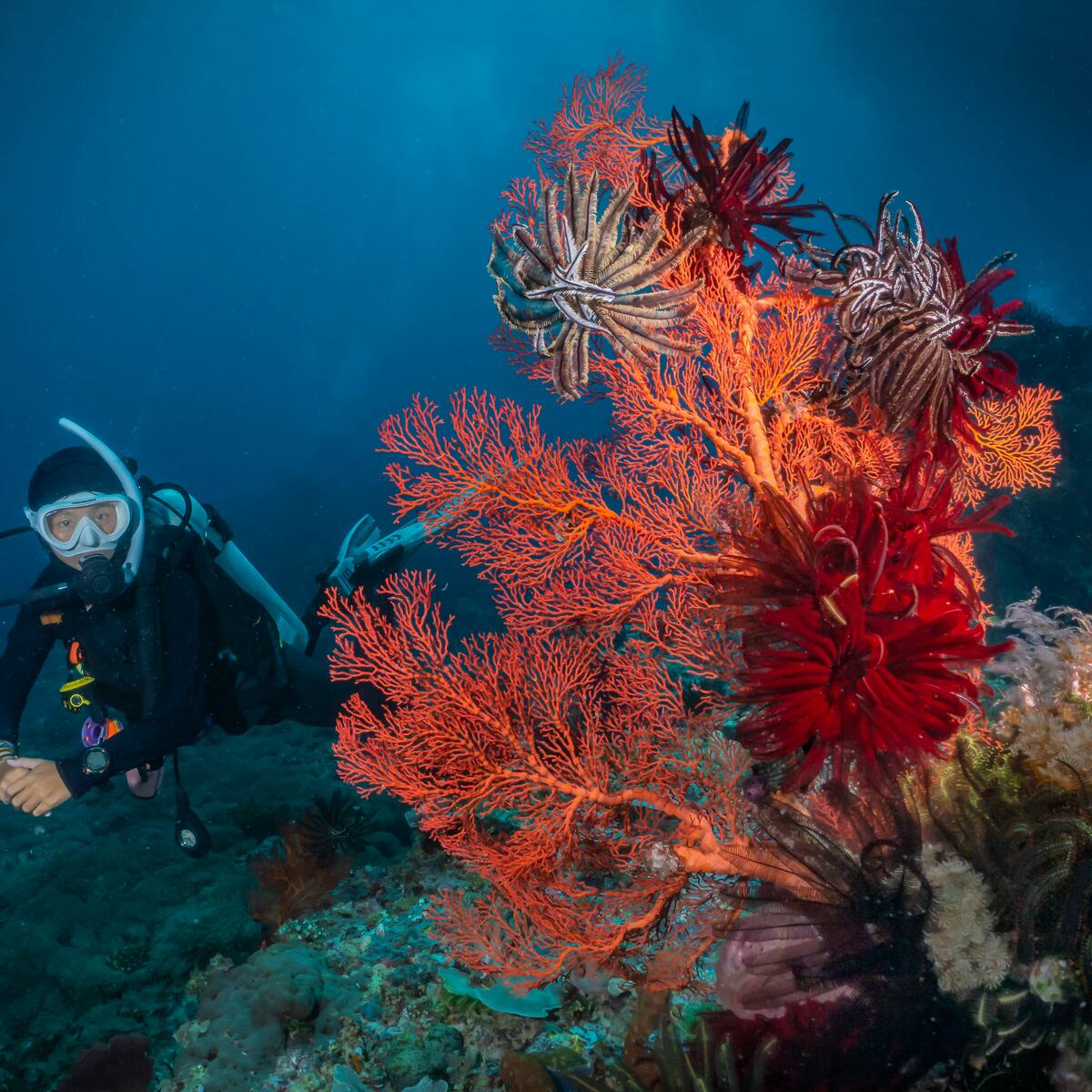 Las 7 únicas islas de Colombia en donde hay arrecifes de coral