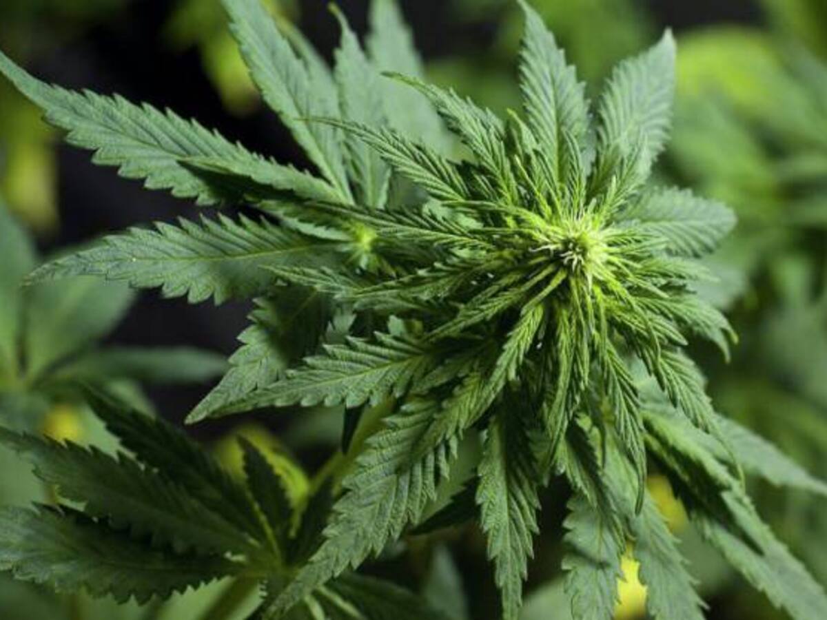 Este sábado marcharán en Barichara en rechazo a proyecto de marihuana