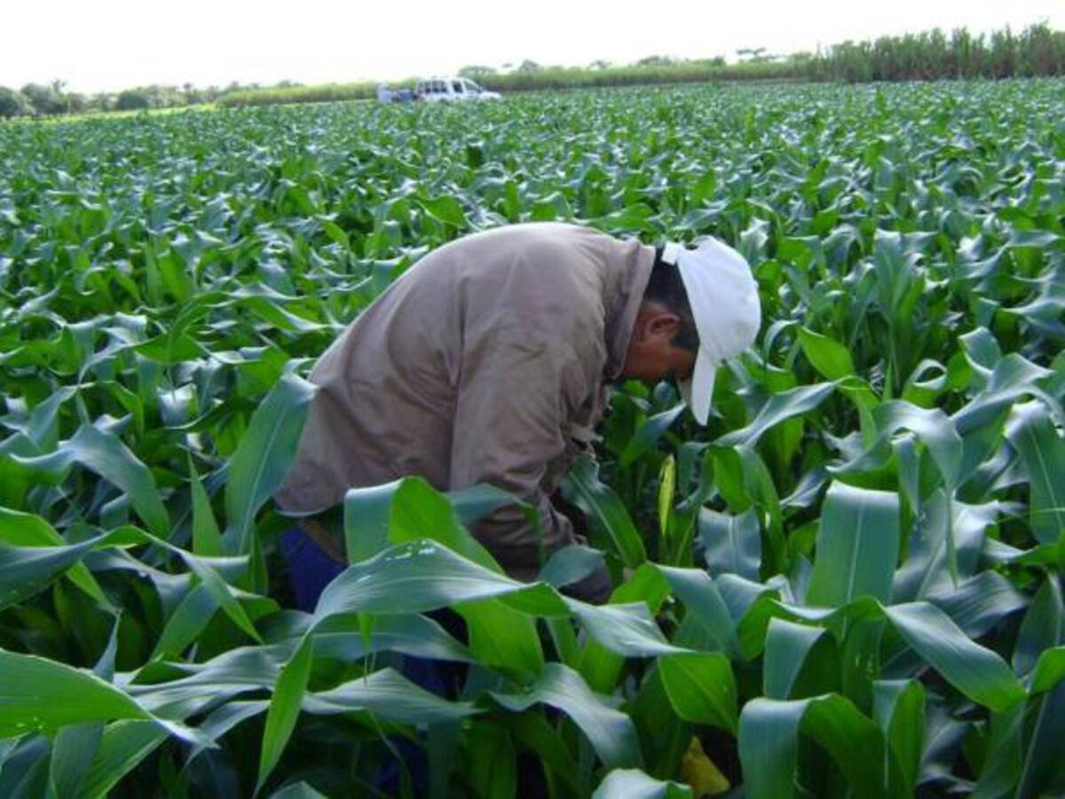 Acuerdo en tema agrario firmado en La Habana entre las Farc y el Gobierno de Colombia