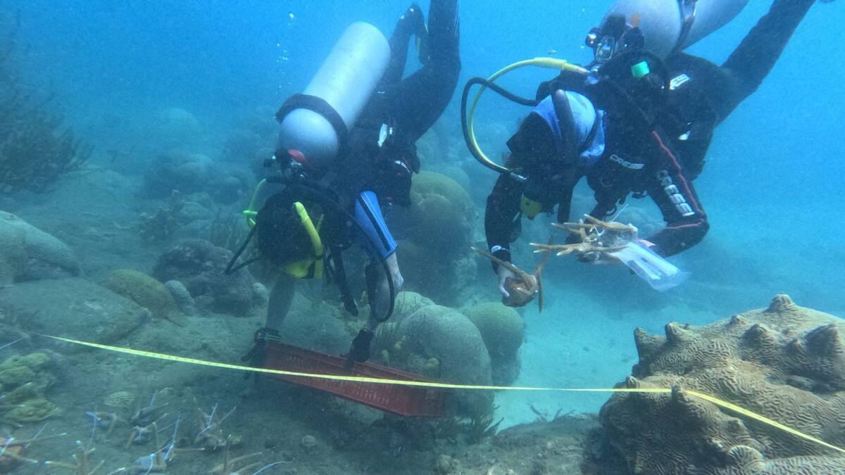 Jornadas de restauración coralina en el Parque Tayrona para preservar el ecosistema
