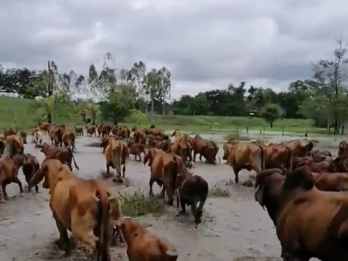 Desbordamiento del río Opón genera graves inundaciones en Simacota