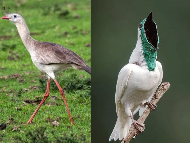 Estas son las 2 aves más ruidosas del mundo según científicos ¿Se encuentran en Colombia?