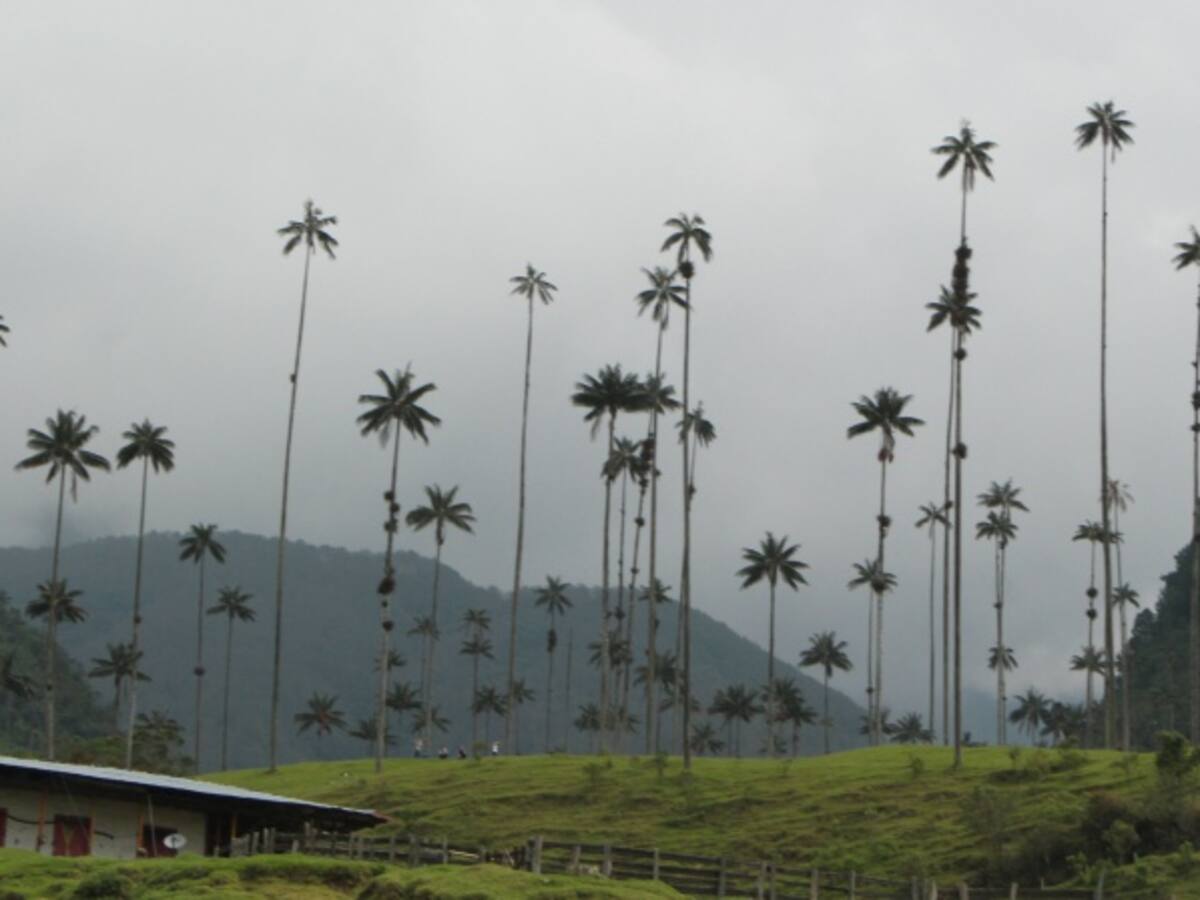 ANM no ha otorgado título para la explotación minera en Salento