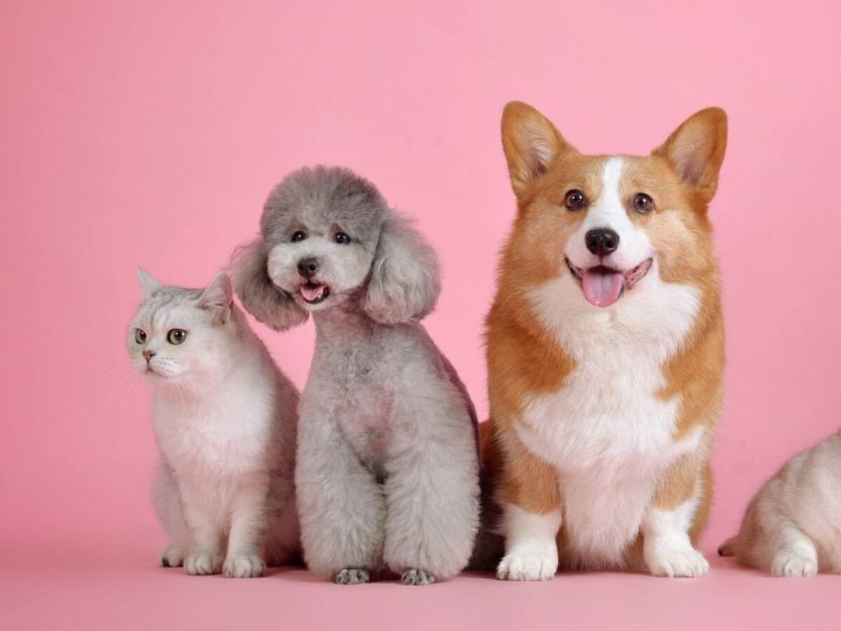 Nuestras mascotas también sufren alergias