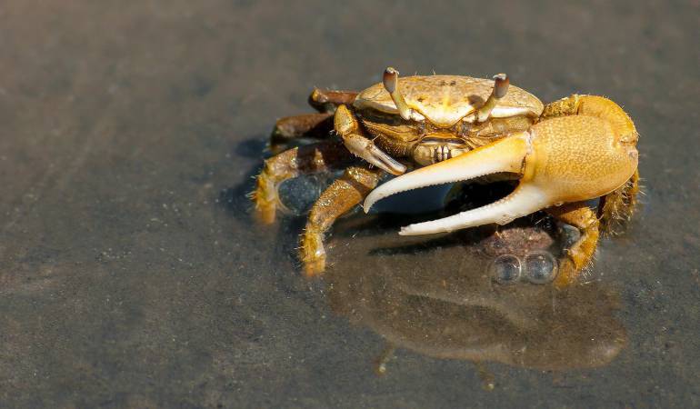 Cangrejo