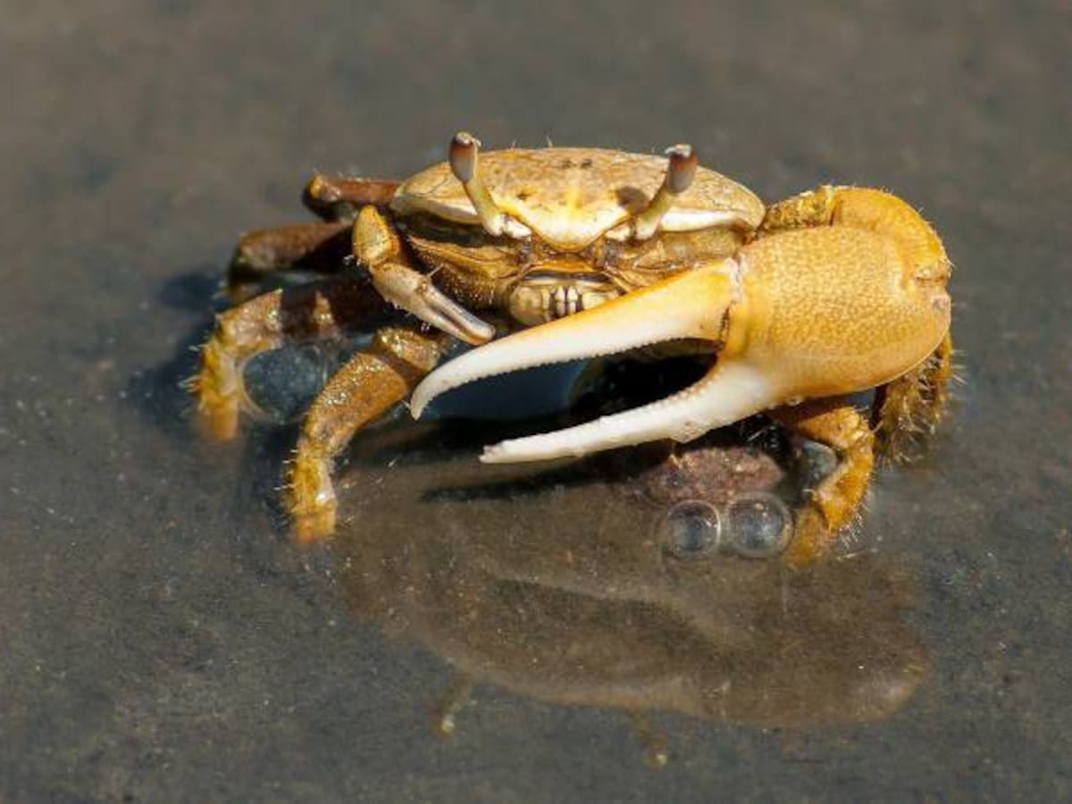 Cangrejo de Mármol, el crustáceo que se “clona” solo