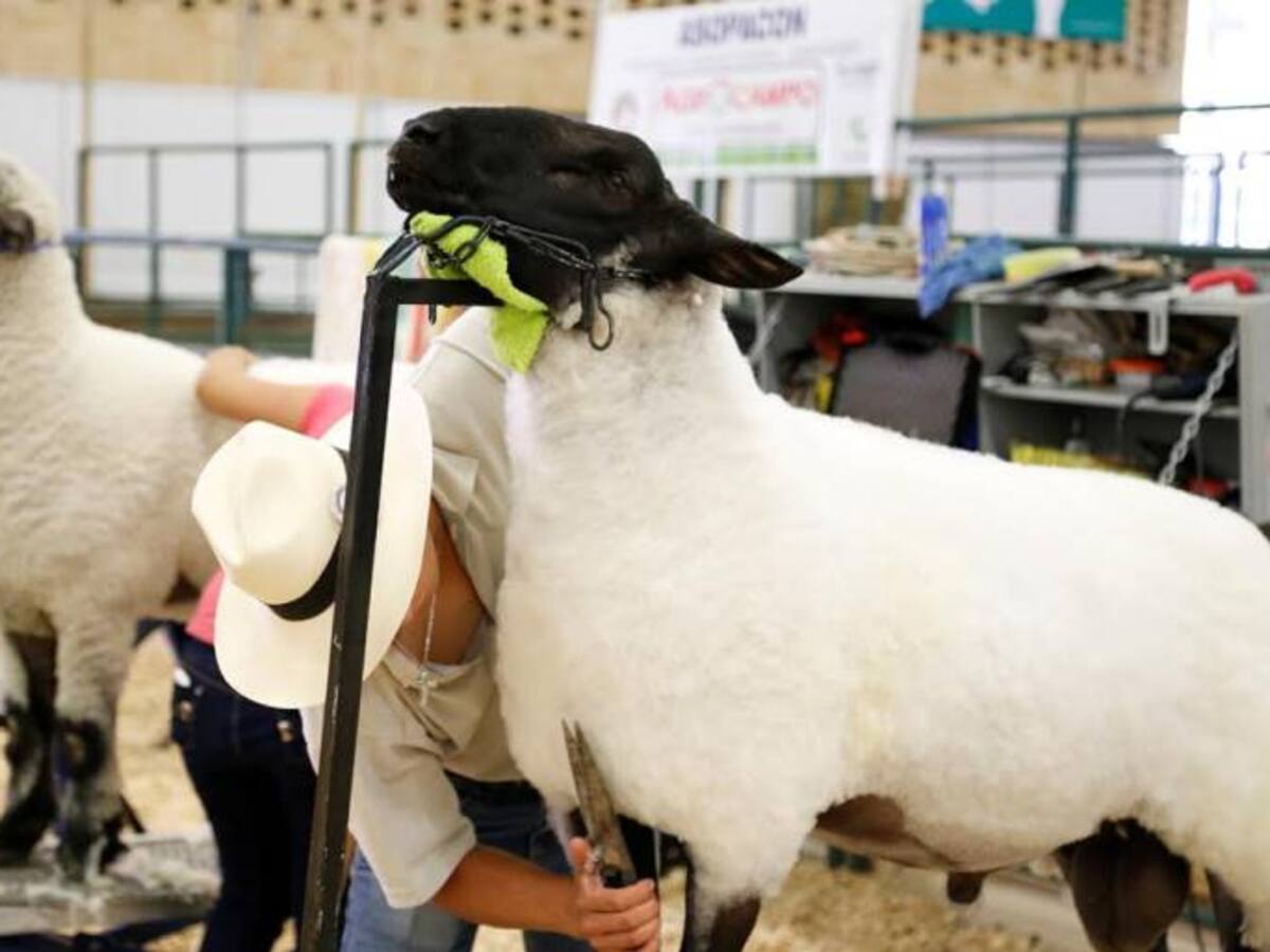 Barranquilla exhibe la riqueza del campo en Agroexpo Caribe