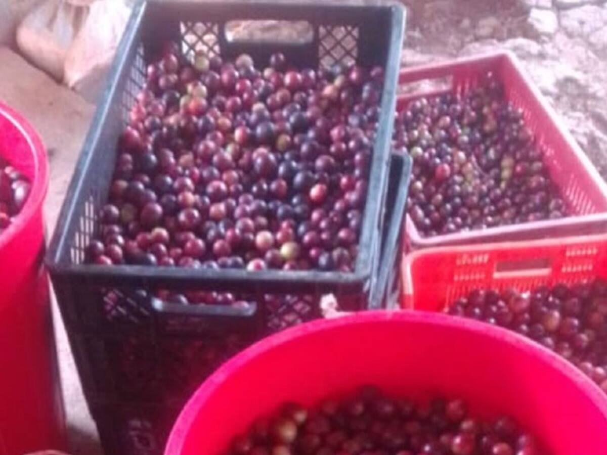 Camú camú, antiviral proveniente de la región Amazónica