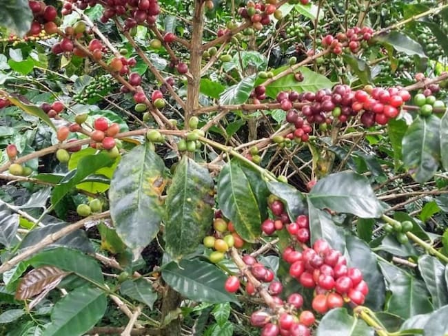 Medidas especiales para la cosecha cafetera en época del Covid-19