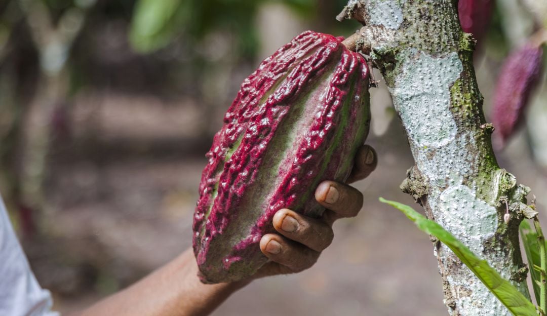 Cacao Conecta, el proyecto que ayuda al desarrollo en el Urabá Antioqueño