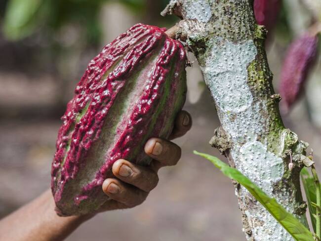 Cacao Conecta, el proyecto que ayuda al desarrollo en el Urabá Antioqueño