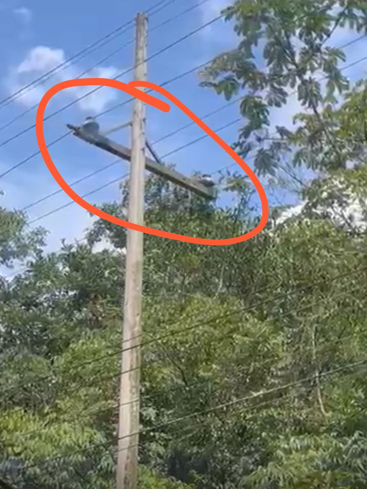 “Esta semana duramos seis días sin luz; luego el servicio regresa por unas horas", Sandra Riveros, residente del municipio.