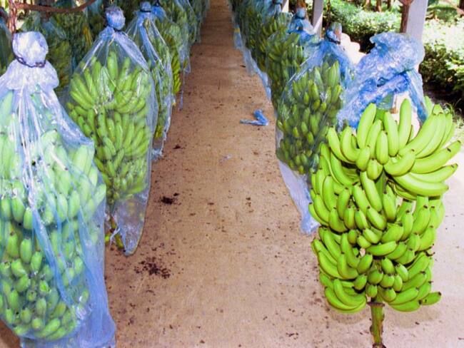 Bananeros de Magdalena y Guajira extreman medidas para contener el Fusarium