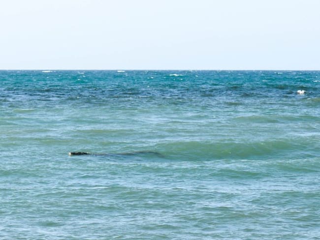 Graban video del caimán visto en una playa de Coveñas