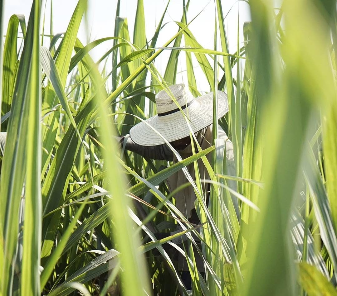 El gremio azucarero rechazó el crimen ocurrido en zona rural de Padilla y advirtió que en 2025 ya van cinco trabajadores asesinados en la región.