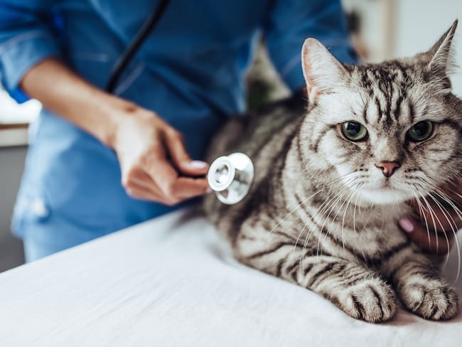 Gato siendo examinado sobre una camilla por una veterinaria (Foto vía Getty Images)