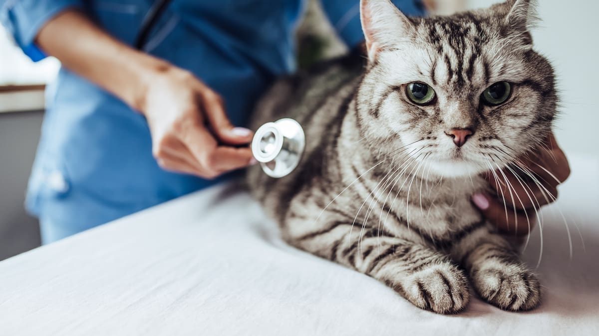 ¿Qué hacer si mi gato está fracturado? Judicializan empleada de veterinaria que habría afectado un animal