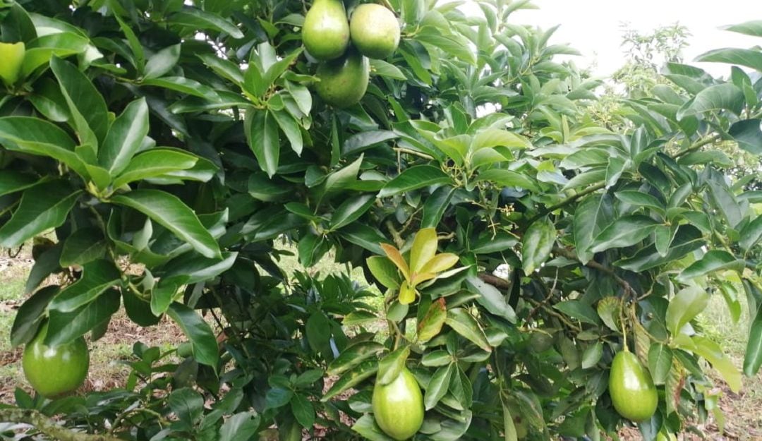 Cultivo de aguacate papelillo en Pitalito, Huila