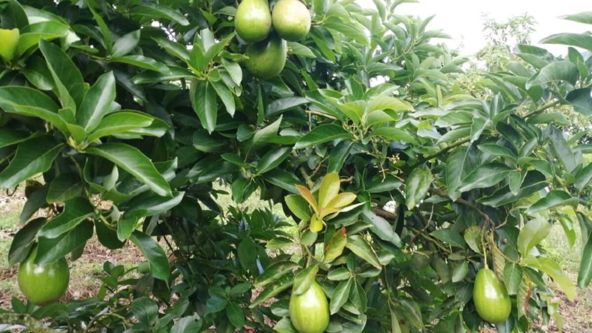 De Pitalito nos llegan aguacates papelillo. Así se cosechan