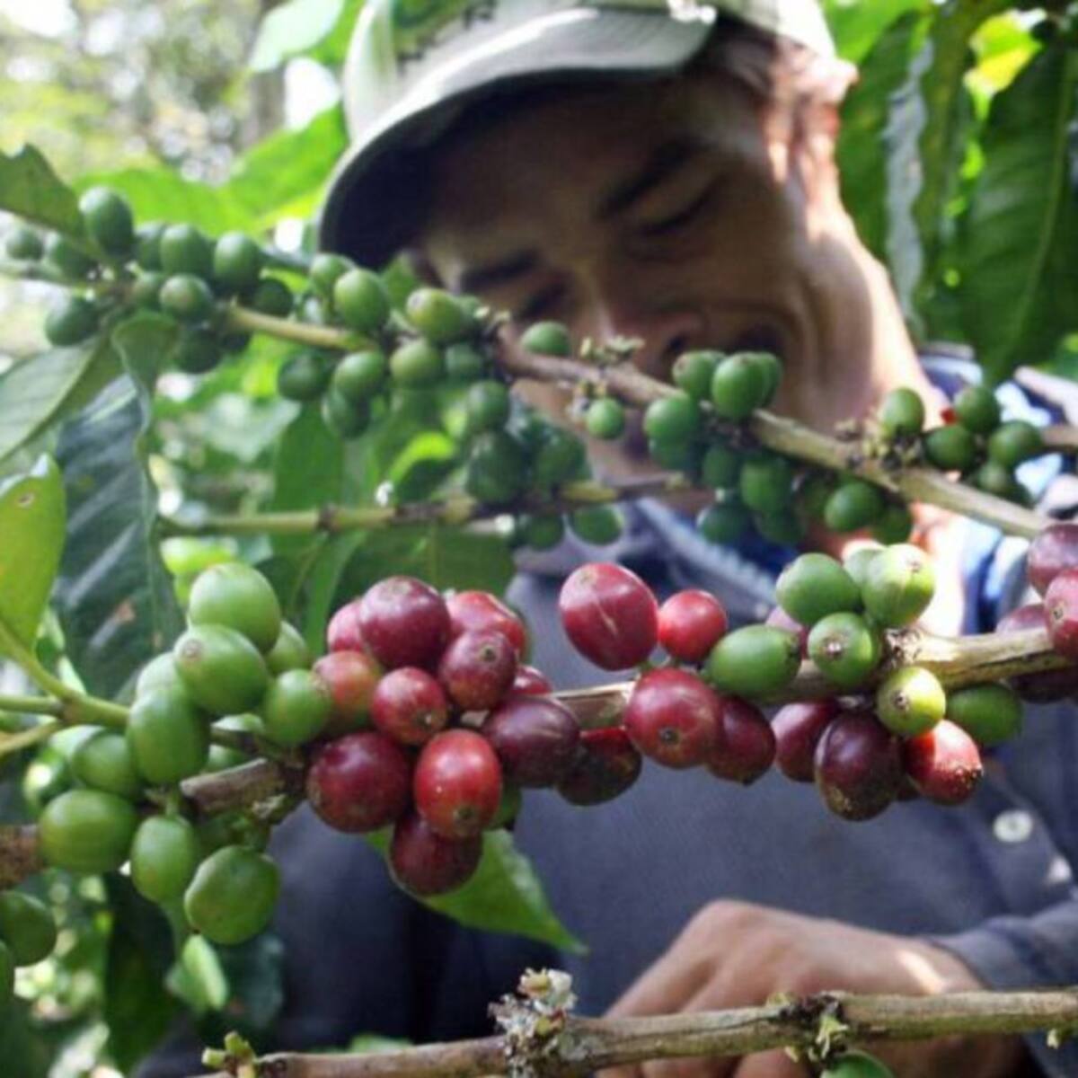 Cosecha cafetera en Risaralda tuvo una reducción del 30 %