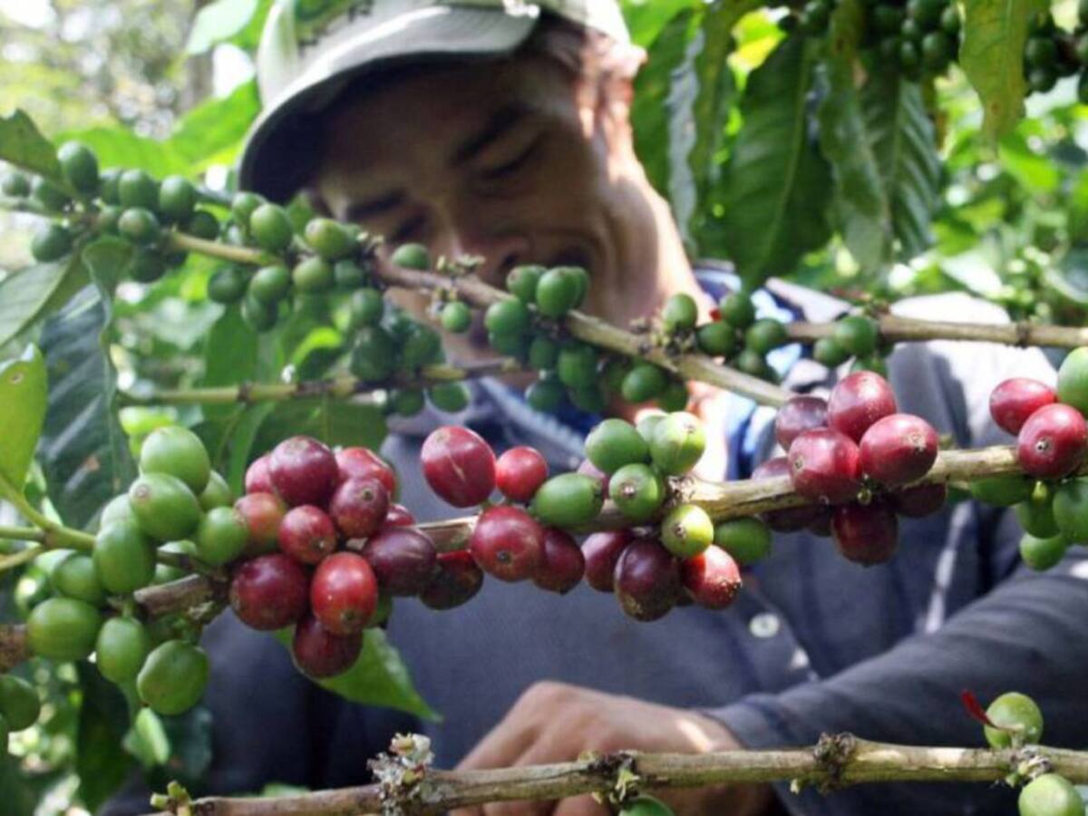 Cosecha cafetera en Risaralda tuvo una reducción del 30 %