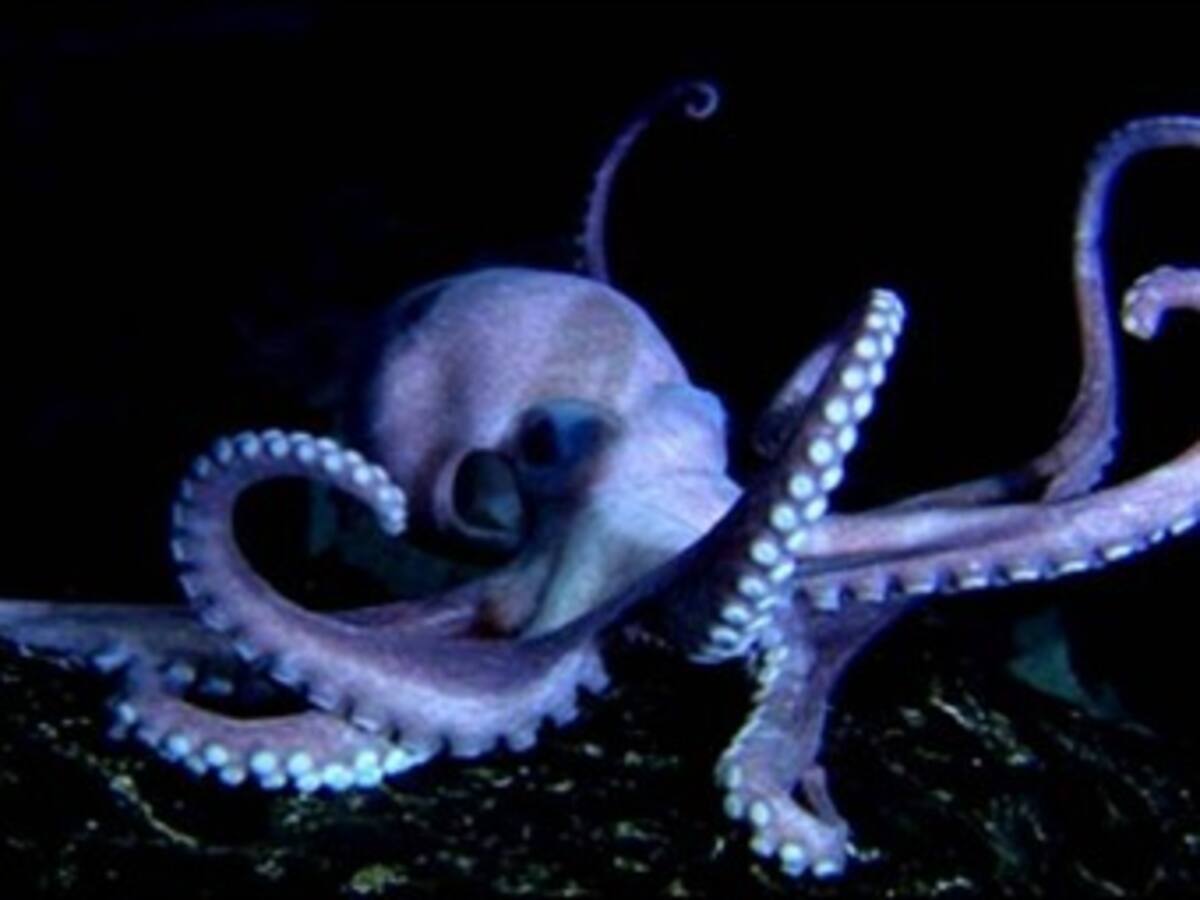 En Riohacha incinerados mil 500 kilos de pollo y mil de pulpo en mal estado